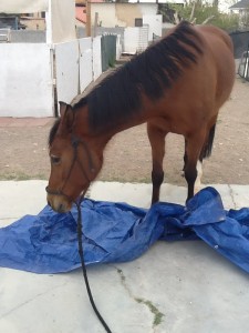 Horse standing on a tarp